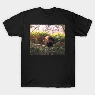 Lion in the Sun T-Shirt